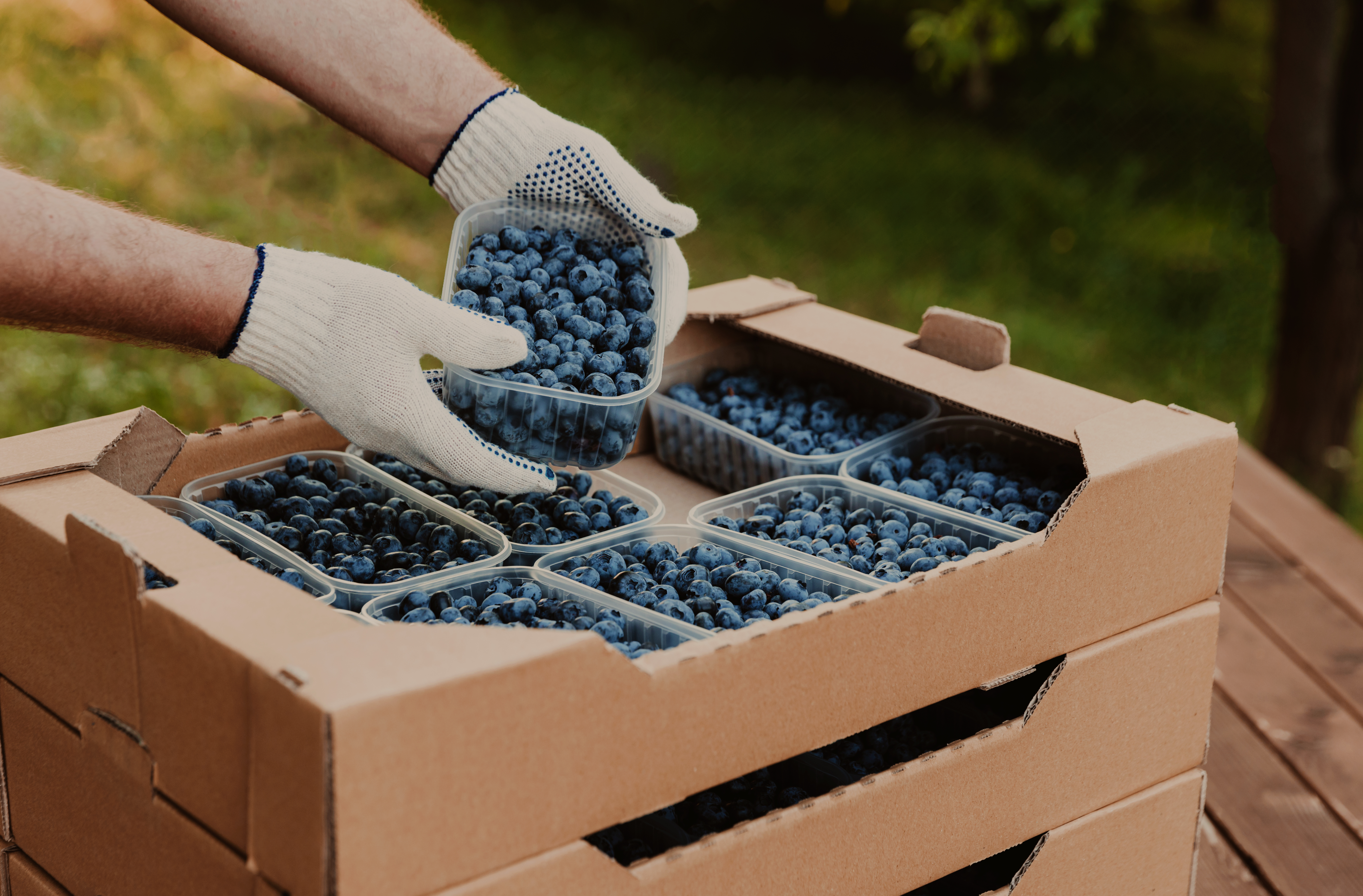Hands holding container with blueberry over cardboard box with blueberry